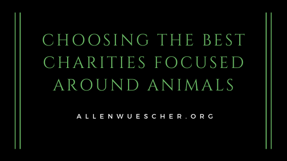 Choosing The Best Charities Focused Around Animals